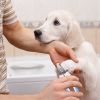 Dog Nail Clippers Pet Nail Trimmer Stainless Steel Grooming Tool Free Nail File Small Medium Large Dogs